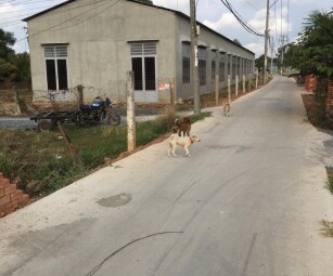 Cần cho thuê kho xưởng tại đường Tân Túc, Thị trấn Tân Túc, Bình Chánh