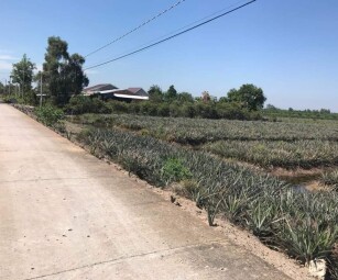 Cần bán 28 công đất thuộc xã Thạnh Tân, huyện Tân Phước, tỉnh Tiền Giang
