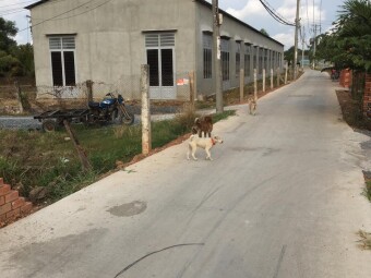 Cần cho thuê kho xưởng tại đường Tân Túc, Thị trấn Tân Túc, Bình Chánh