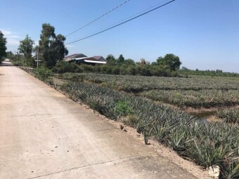 Cần bán 28 công đất thuộc xã Thạnh Tân, huyện Tân Phước, tỉnh Tiền Giang
