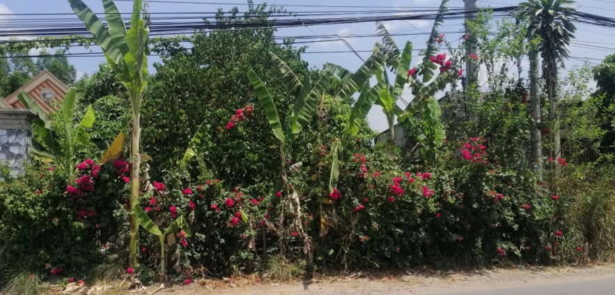 Cần cho thuê hoặc bán đất tại An Phước, huyện Long Thành, tỉnh Đồng Nai